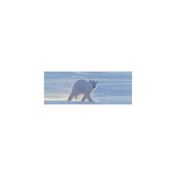 2048 Monagallery BMFR003 Bokmerke/linjal Isbjørnunge Figurer i bevegelse, Monagallery, Polar